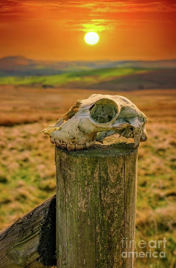 Skull at Sunset Photograph by Adrian Evans