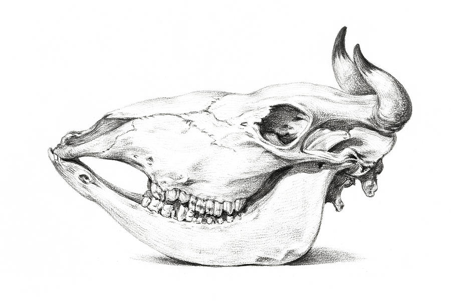 Vintage Drawing - Skull cattle horns vintage art old 1900 century hand painted illustration, skull by Mounir Khalfouf