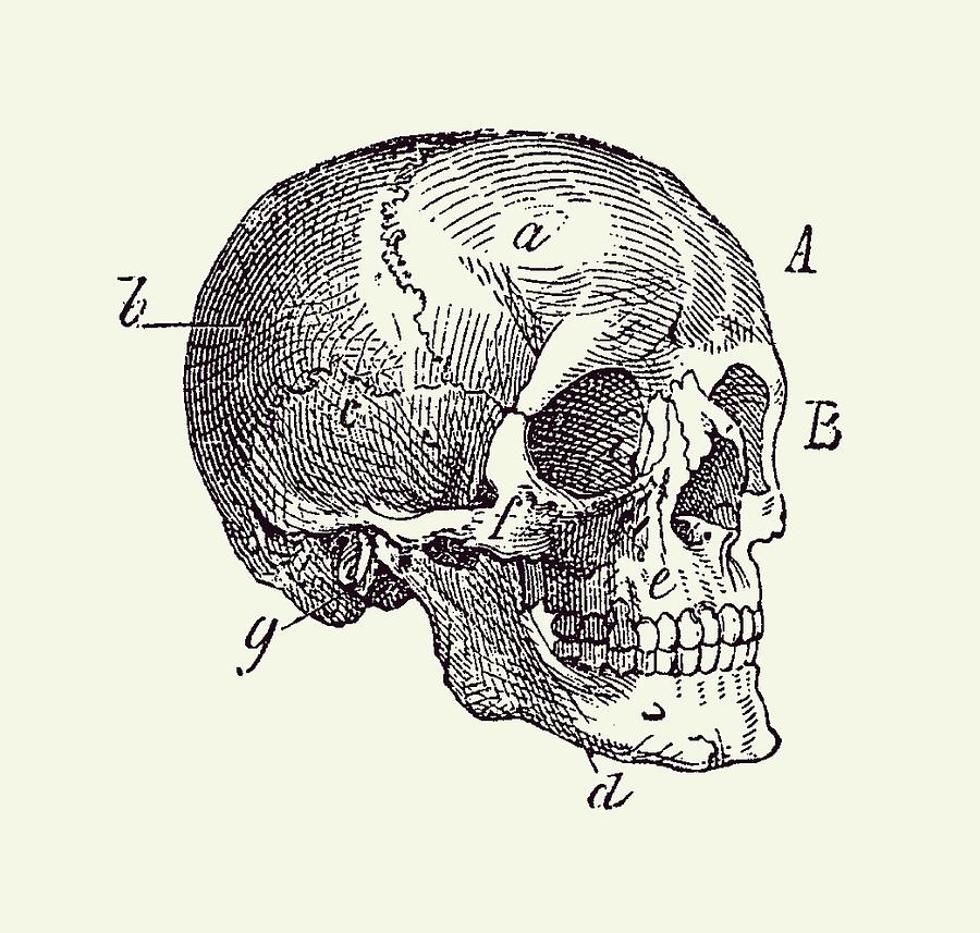 Skull Diagram - Vintage Anatomy Poster 2 Drawing by Vintage Anatomy Prints
