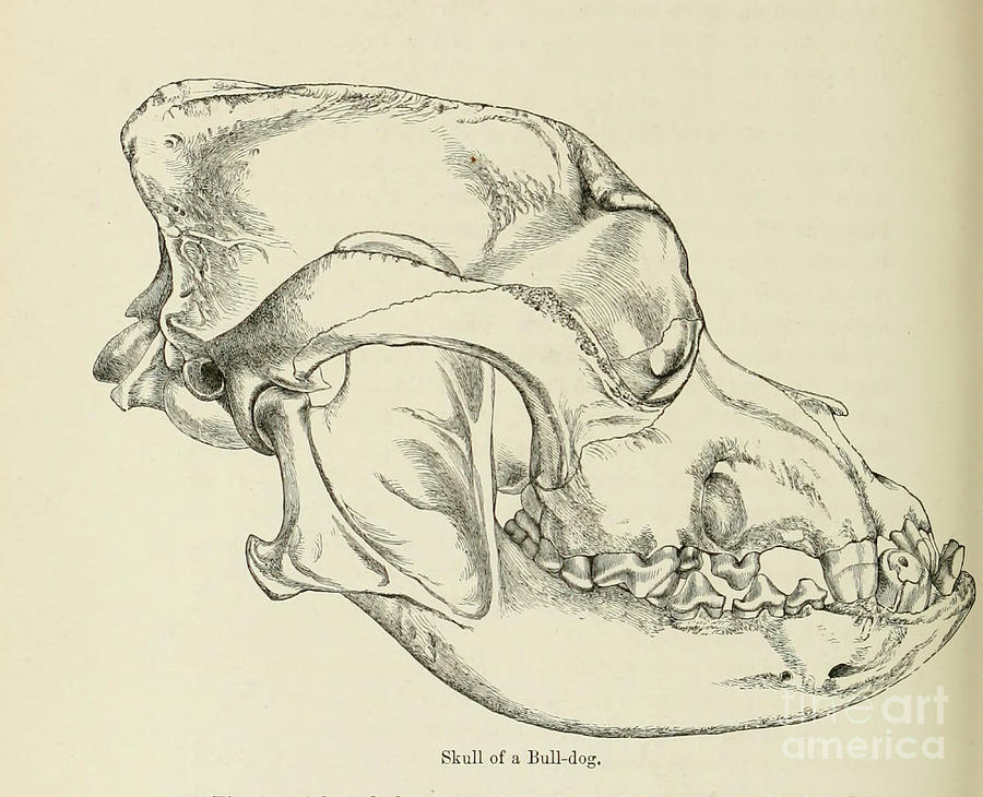 Skull of a bulldog c1 Drawing by Historic illustrations