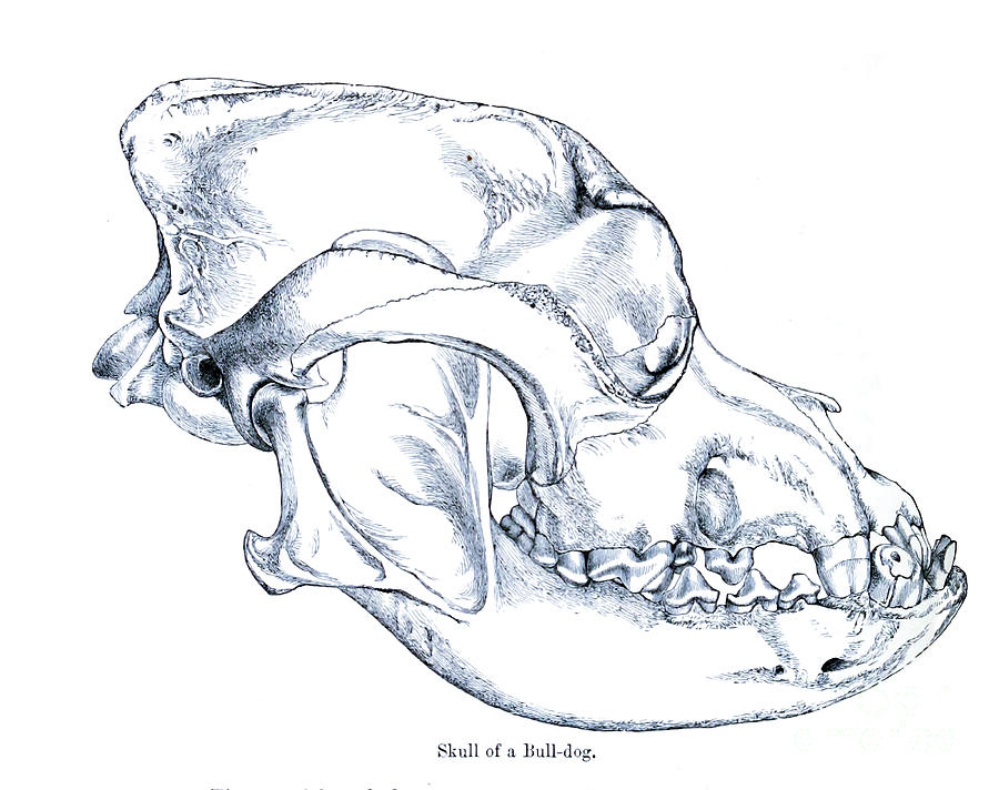 Skull of a bulldog c2 Drawing by Historic illustrations