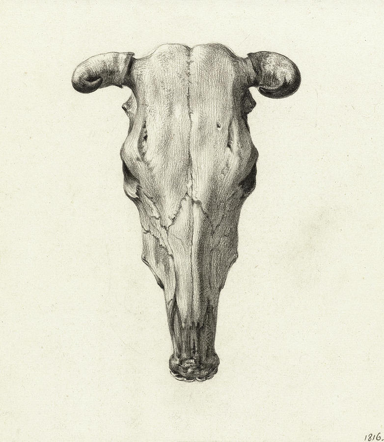 Cow Painting - Skull of a Cow, 1816 by Jean Bernard