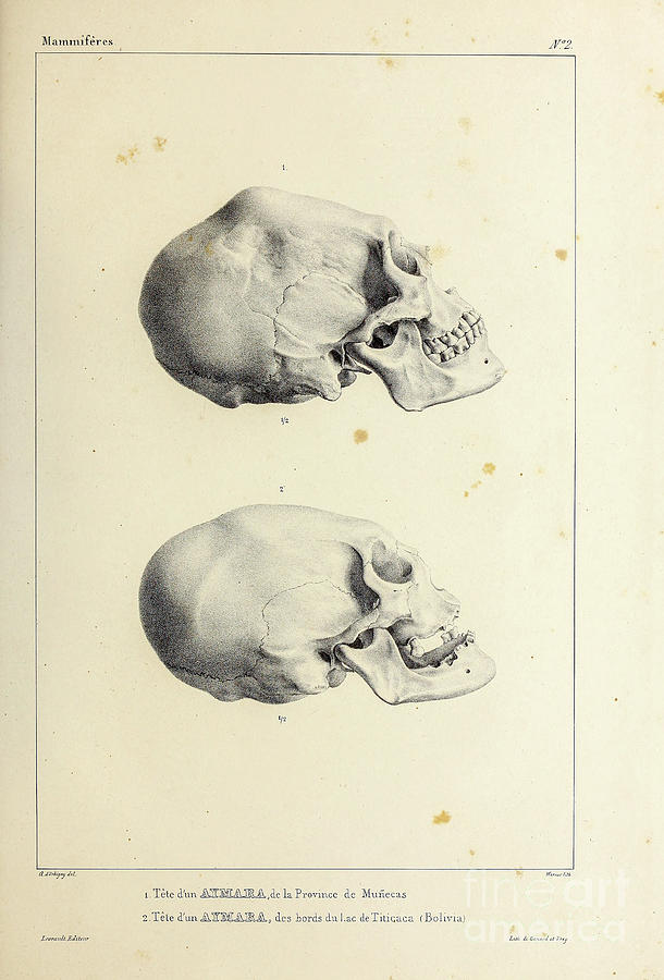 Skull Photograph - Skull of an Aymara Indian u1 by Historic illustrations