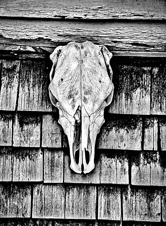 Skull on Wall Photograph by John Hansen