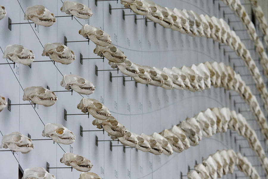Skull Waves -- Sea of Skulls at the California Academy of Sciences, California Photograph by Darin Volpe