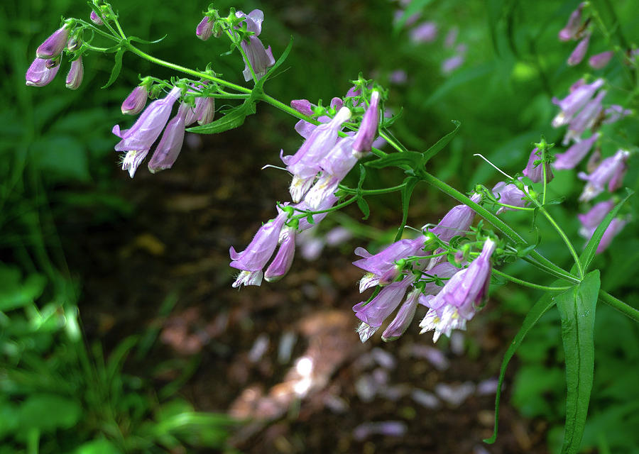 Skullcap Flowers Mountains to Sea Trail Photograph by Katherine Y Mangum