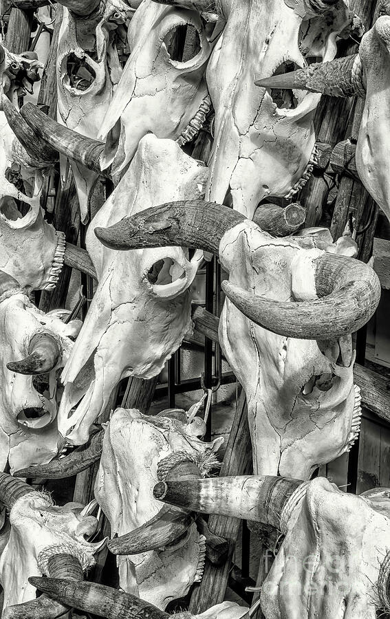 Skulls for Sale bw Photograph by Jerry Fornarotto