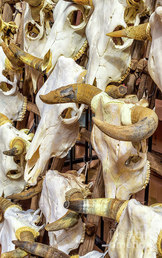 Skulls for Sale Photograph by Jerry Fornarotto
