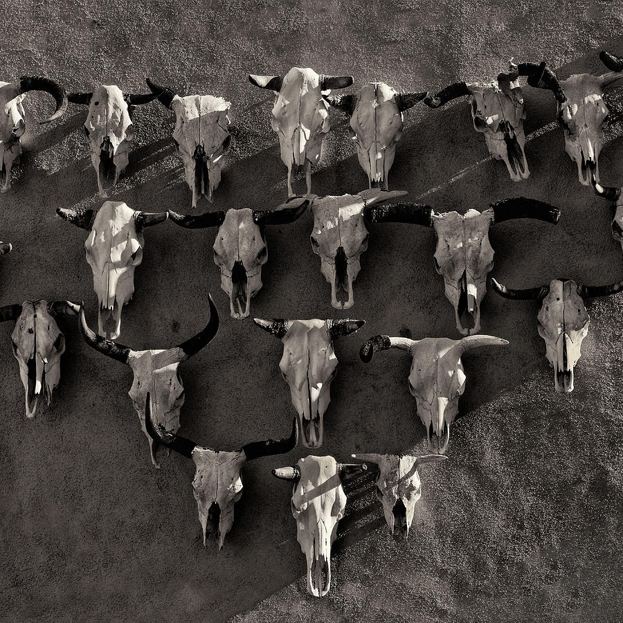 Skulls Photograph by Mike Schaffner