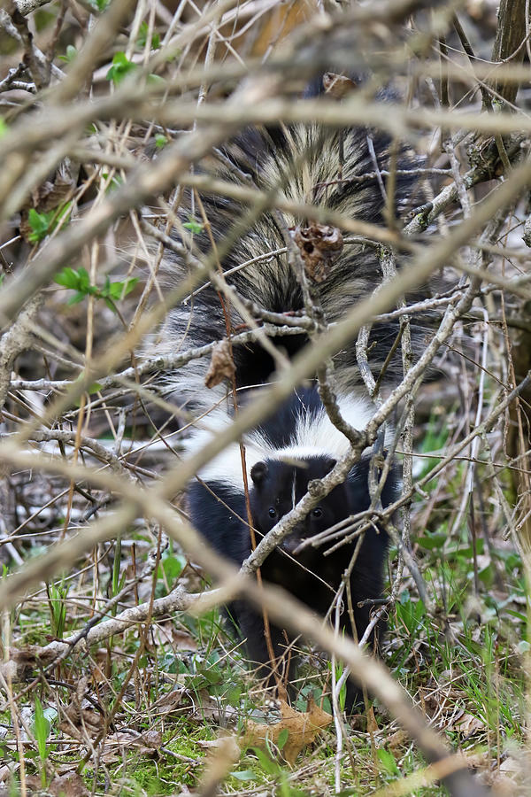 Skunk Photograph by Brook Burling