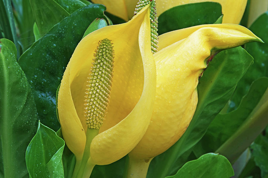 Skunk Cabbage Photograph by Buddy Mays