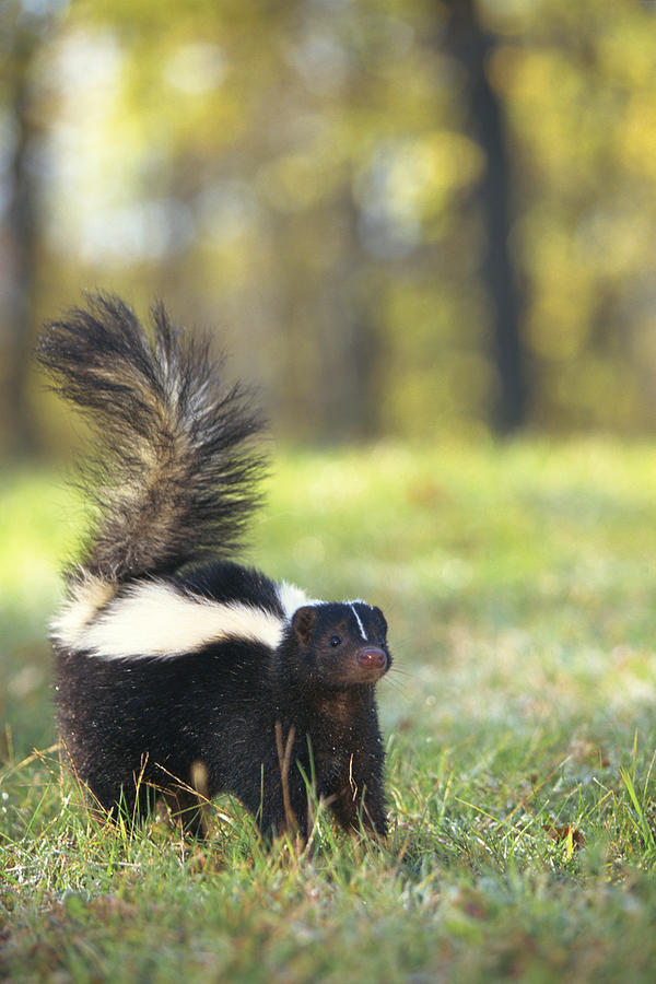 Skunk Photograph by Comstock Images