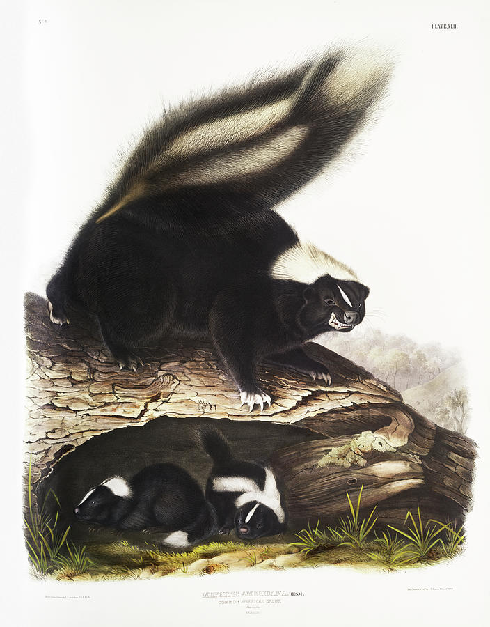 Skunk. John Woodhouse Audubon Illustration Mixed Media by Beautiful Nature Prints