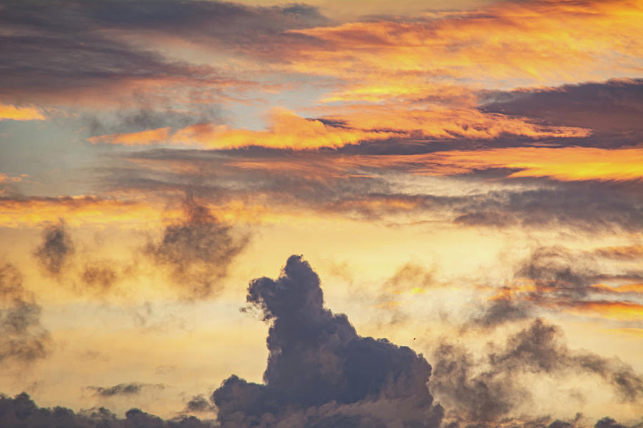 Doggie Cloud Photograph by Linda Segerson