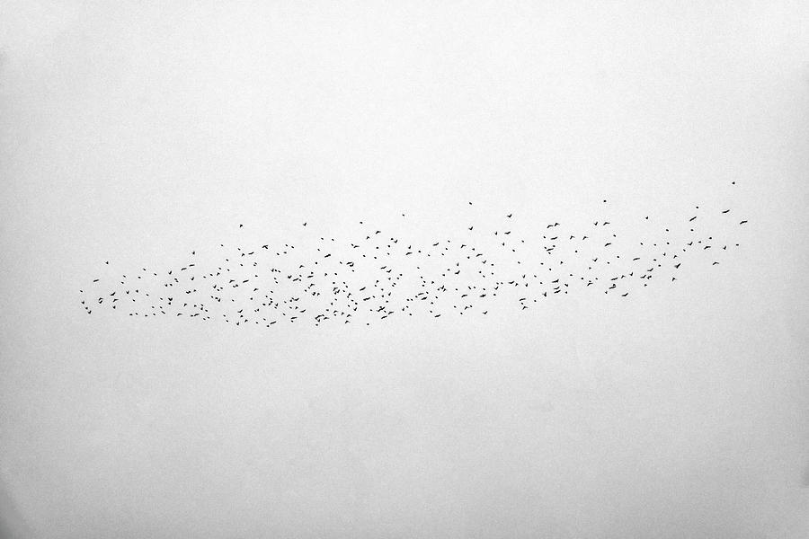 Black And White Photograph - Sky and birds Study IX by Guido Montanes Castillo
