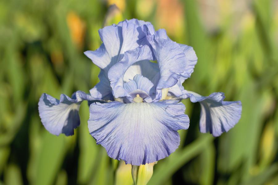 Sky Blue Iris Flower Photograph by Joseph Skompski | Fine Art America