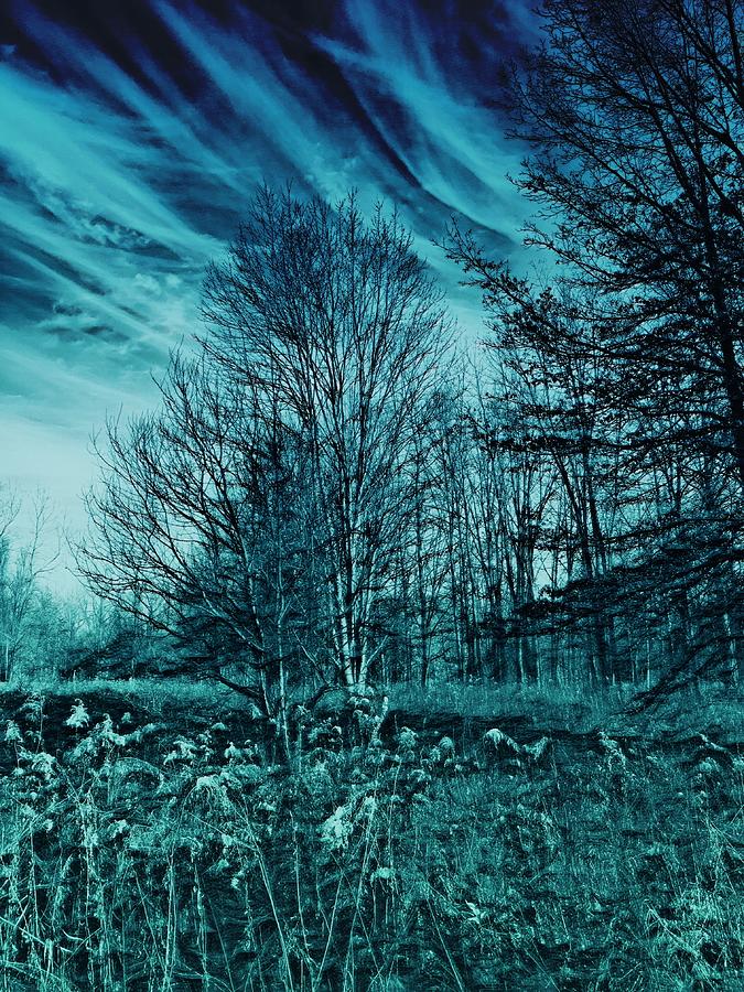 Sky Blue Woods Photograph by Jeremy Lyman