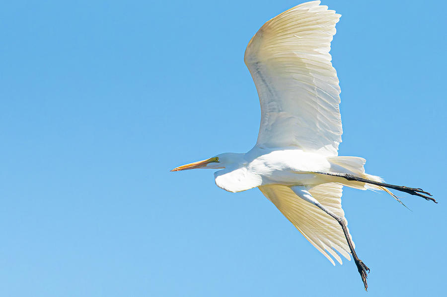 Sky Dancing Egret Photograph by Jim Wilce