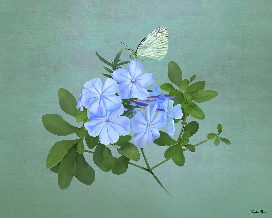Sky Flower Digital Art by M Spadecaller