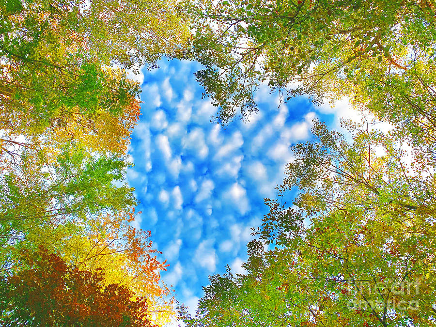 Sky Heart, autumn Photograph by Gina Signore