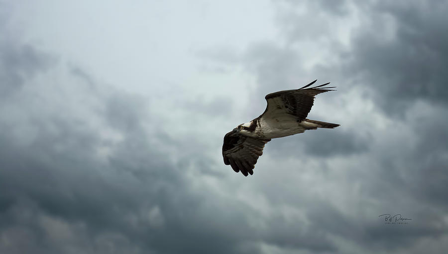 Sky Hunter Photograph by Bill Posner