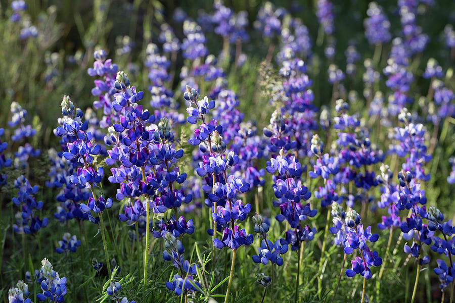 Sky Lupine In Spring Photograph