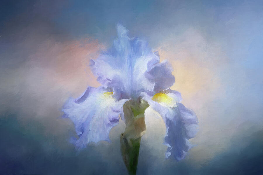 Sky Painted Iris Digital Art by Terry Davis