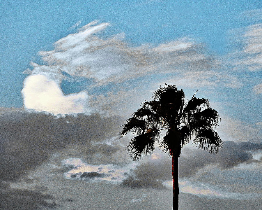 Sky Palm  Photograph by Andrew Lawrence