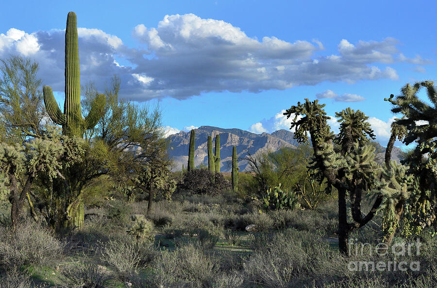 Desert Photograph - Sky Ranch Park  by Edward Printz
