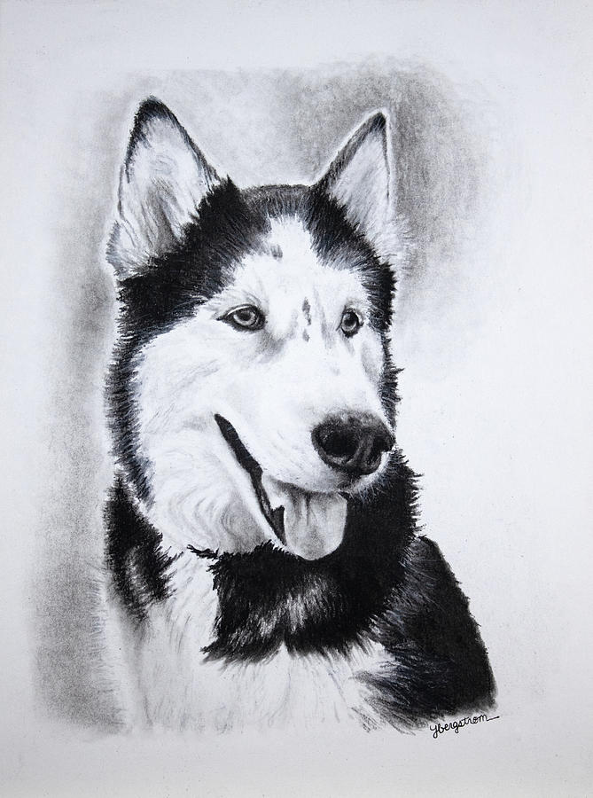 Sky the Siberian Husky Drawing by Heather Bergstrom - Fine Art America