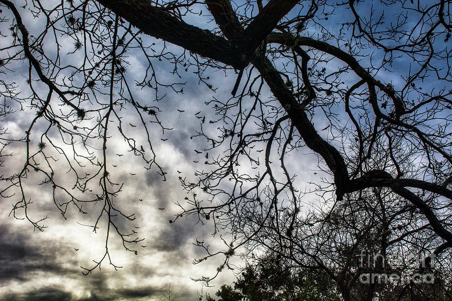 Sky Trees Birds Photograph by Glen Carpenter