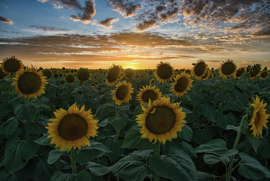 Sky With a Thousand Suns Photograph by Darlene Bushue - Fine Art America