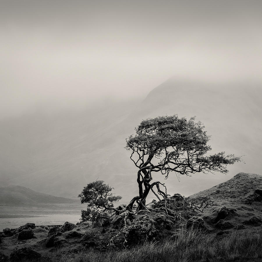 Skye Tree Photograph