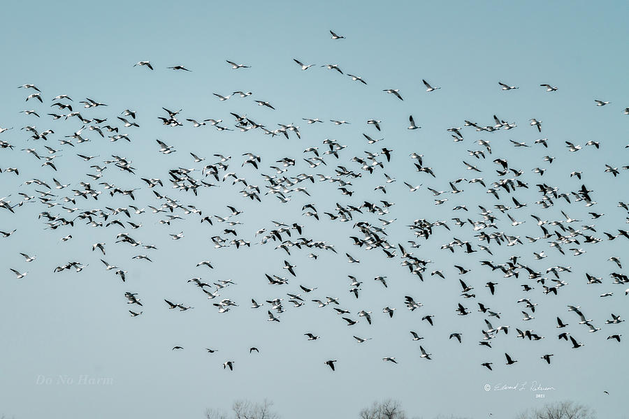 Skyfull of Snow Geese Photograph by Ed Peterson