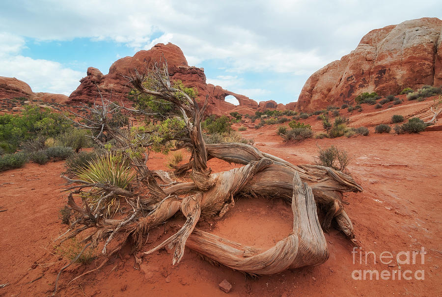 Skyline Arch Photograph by Sharon Seaward Skyline Arch Photograph by Sharon Seaward