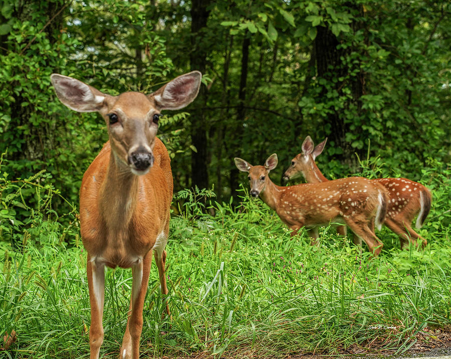 Skyline Deer Family Photograph by Dale R Carlson