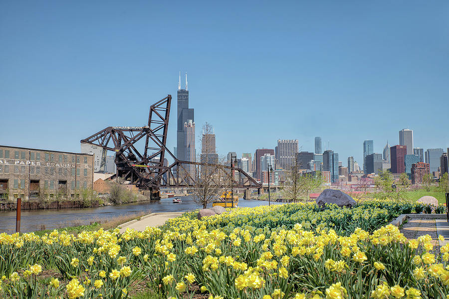 Skyline w Flowers at Tom Ping Park in Chicago Photograph by Peter Ciro