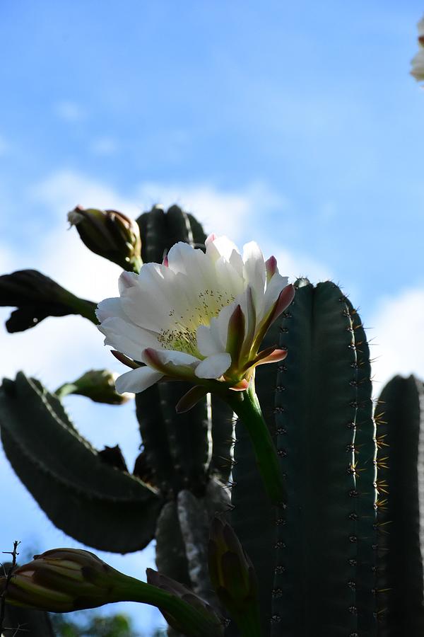 Skylined Cactus Flower  Photograph by Christopher Mercer