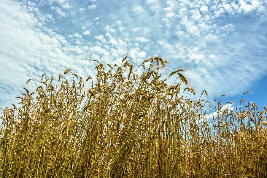 Skyward Wheat Photograph by Tana Reiff
