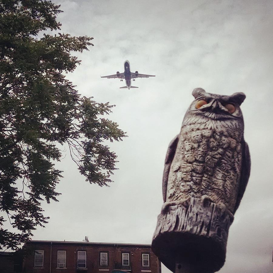 Owl Photograph - Skywatching by Matt Towler