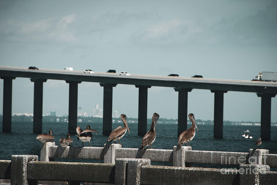 Skyway Bridge and Bobs Pelican Friends Animal / Wildlife Photograph Photograph by PIPA Fine Art - Simply Solid