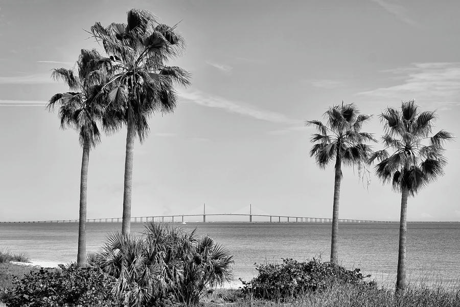 Skyway Through the Palms Photograph by Robert Wilder Jr