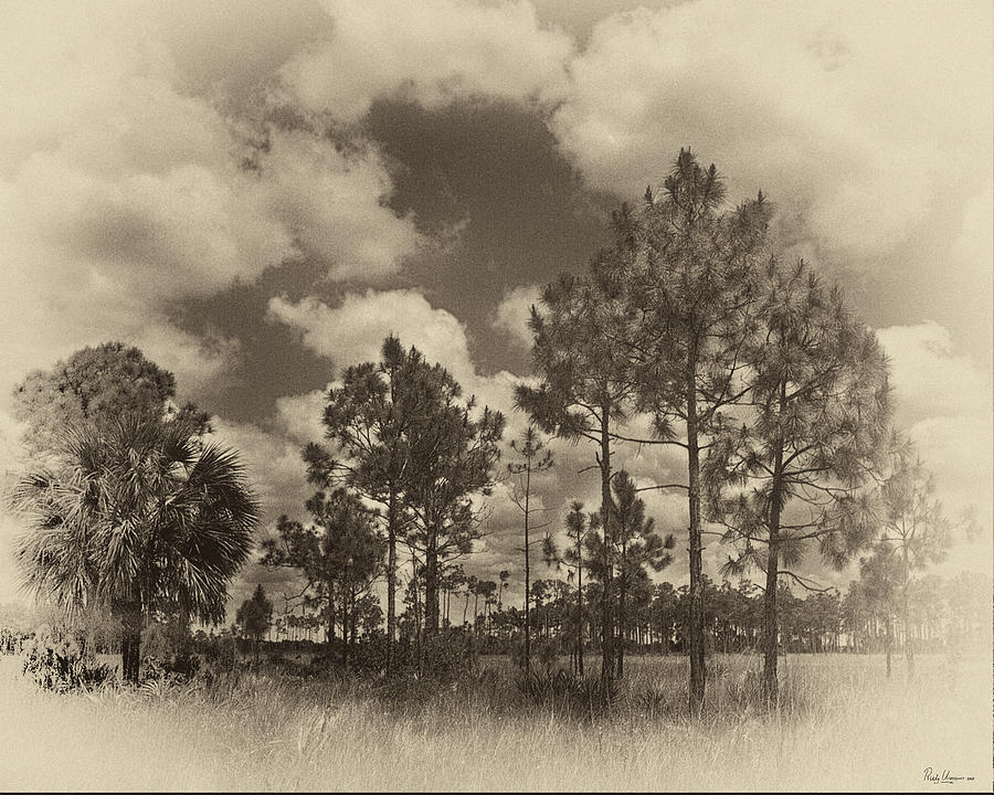 Slash Photograph - Slach Pines Big Cypress by Rudy Umans