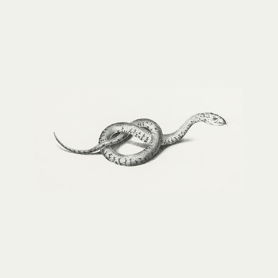 Slang Snake drawing by Dutch painter Jean Bernard. Digital Art by Paulo ...