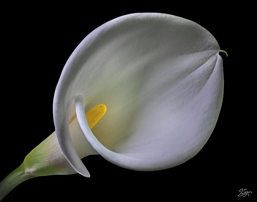 Slanted Calla Lily Photograph by Endre Balogh