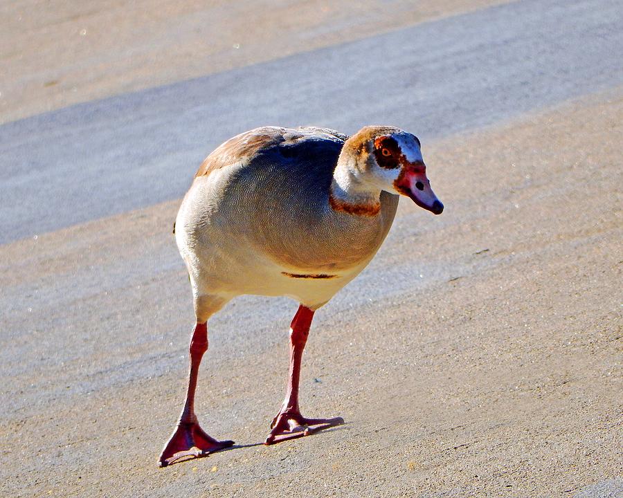 Slanted Egyptian Goose Photograph by Andrew Lawrence