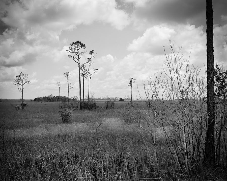 Pine trees Prairie -1 Everglades Photograph by Rudy Umans