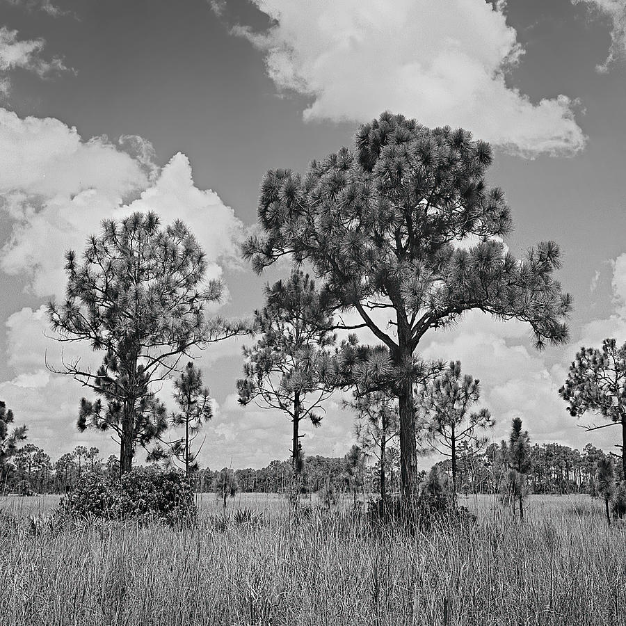 Pines  trees in Big Cypress - 1 Photograph by Rudy Umans