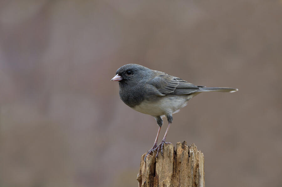 Slate-colored Dark-eyed Junco - 6464 Photograph by Jerry Owens