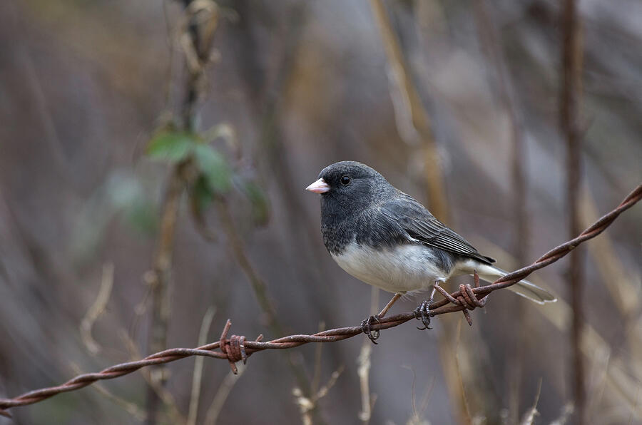 Slate-colored Dark-eyed Junco - 6588 Photograph by Jerry Owens